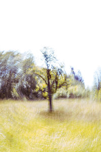 Trees on field against clear sky