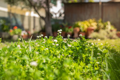 Close-up of flowering plants on field