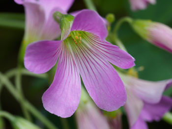 Close-up of purple flower blooming outdoors