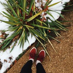 Low section of person standing on plant
