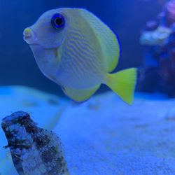 Close-up of fish underwater