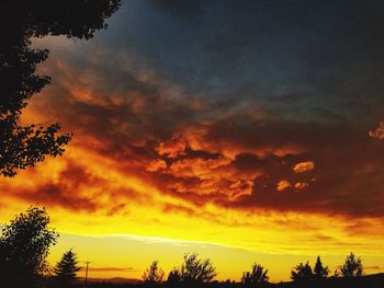 Low angle view of silhouette trees against orange sky