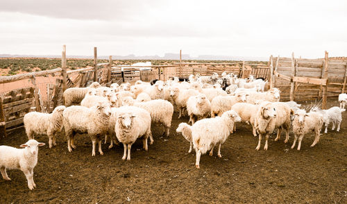 Herd of sheep in animal pen