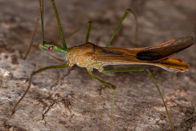 Close-up of insect on leaf