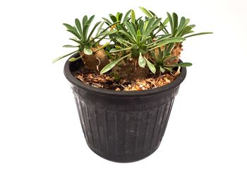 High angle view of potted plant against white background