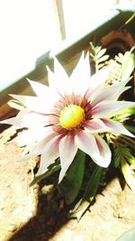 Close-up of yellow flower