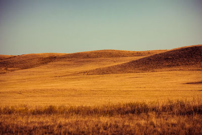 Scenic view of field against clear sky