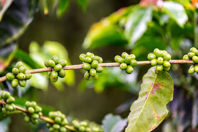 Close-up of coffee beans growing on tree