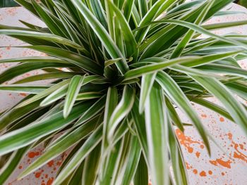 Spider plant