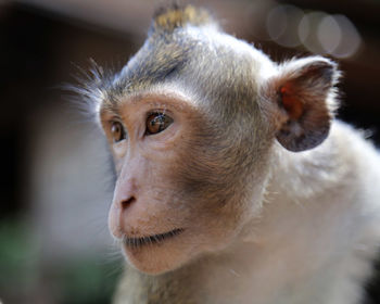 Close-up of monkey looking away outdoors