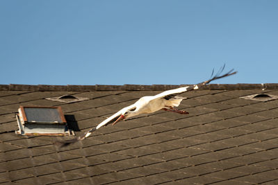 roof