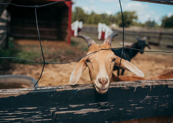 Close-up of portrait of goat