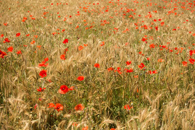 Red poppy in field