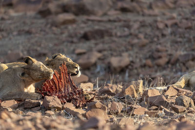 Two young desert lions eat the remains of a zebra carcass