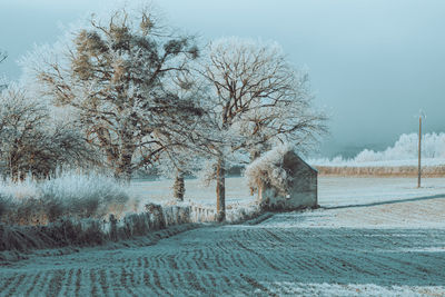 Trees on snow covered field