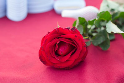 Close-up of red rose