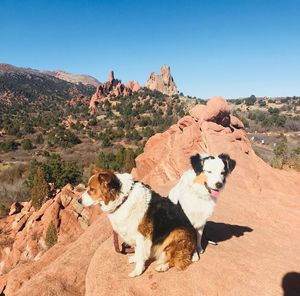 High angle view of a dog on rock