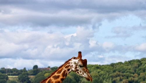 Close-up of giraffe on landscape against sky