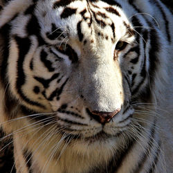 Close-up of tiger