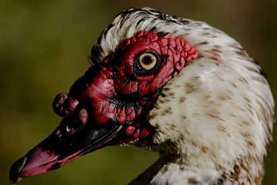 Close-up of a bird