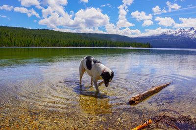 Dog standing in a lake