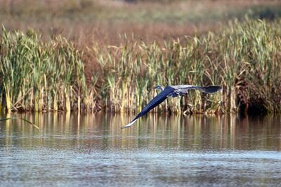 View of bird flying over lake