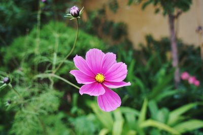 Close-up of pink cosmos flower