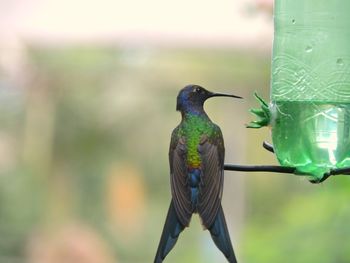 Close-up of bird perching on feeder