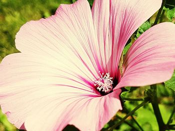 Close-up of pink hibiscus blooming outdoors