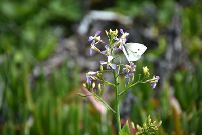 Close-up of white flowers