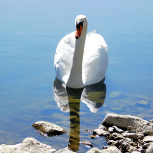 White swan on rock by lake