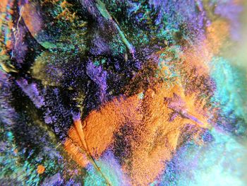 Close-up of multi colored underwater