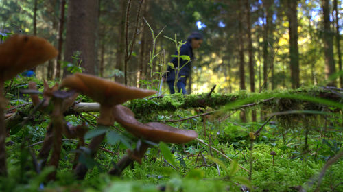 Close-up of mushrooms growing on tree trunk in forest