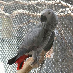 Close-up of bird perching on chainlink fence