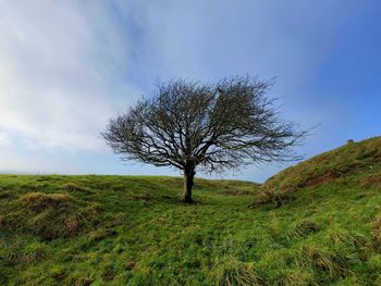 Bare tree on field against sky
