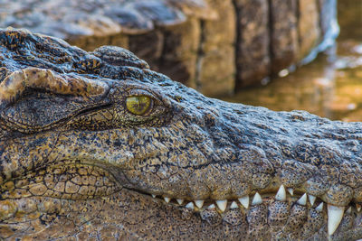 Close-up of crocodile