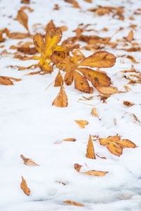 High angle view of maple leaves during winter