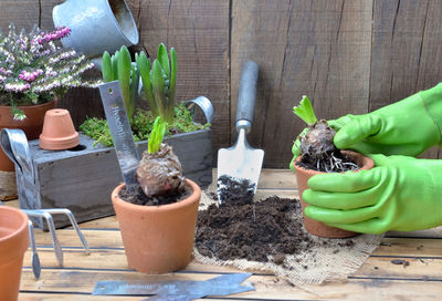 Potted plants on table