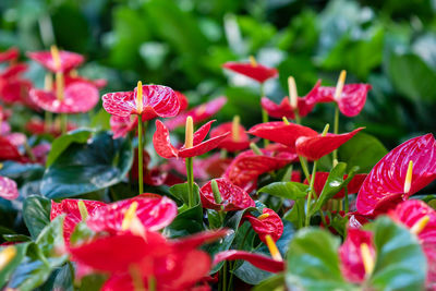 Close-up of red flowering plant