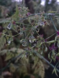 Close-up of plants during winter