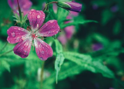 Close-up of pink flowers