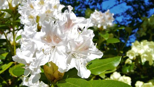 Close-up of white flowering plant