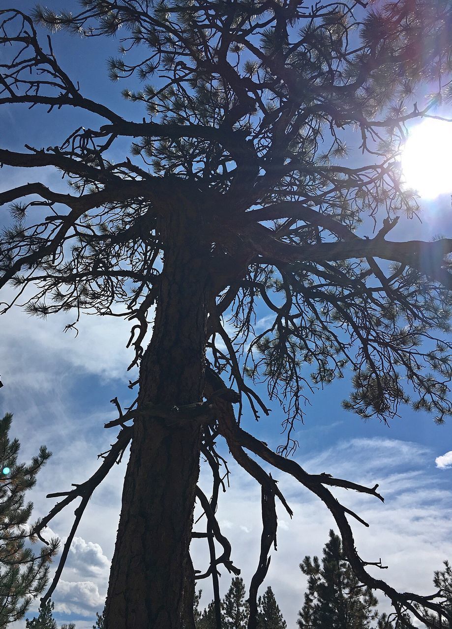 LOW ANGLE VIEW OF TREES AGAINST SKY