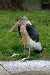 Close-up of bird perching on field