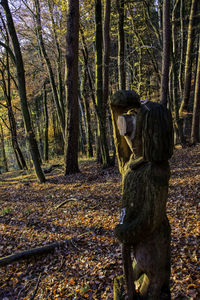 Monkey on tree in forest