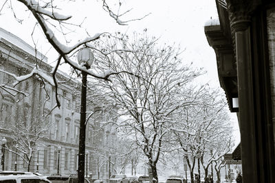 Low angle view of bare tree against buildings in city