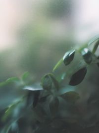 Close-up of plants against blurred background