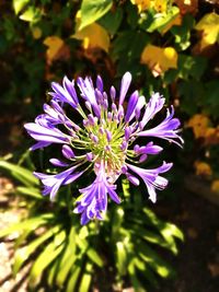 Close-up of purple flowers