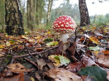 Close-up of mushrooms on tree trunk in forest