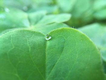 Close-up of water drops on leaf